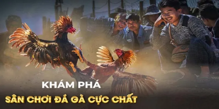 Chinh Phục Đá Gà GA28 Tại Vin68 Với Những Đòn Cược Quyết Đoán 1 Chinh Phục Đá Gà GA28 Tại Vin68 Với Những Đòn Cược Quyết Đoán