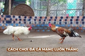 Trải Nghiệm Đá Gà Sabong Tại Vin68 Như Một Kê Thủ Chuyên Nghiệp