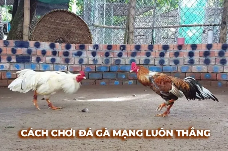 Trải Nghiệm Đá Gà Sabong Tại Vin68 Như Một Kê Thủ Chuyên Nghiệp 1 Trải Nghiệm Đá Gà Sabong Tại Vin68 Như Một Kê Thủ Chuyên Nghiệp