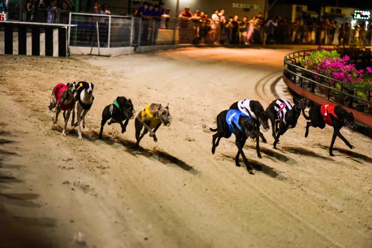 Cách Chơi Game Nhanh Đua Chó Tại Vin68 Thắng Đậm Trong Tầm Tay